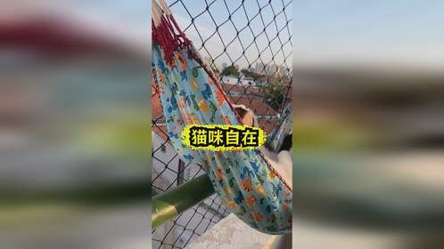 二咪子一天生活真自在，让我羡慕的生活