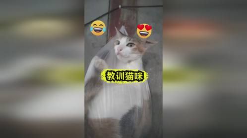 二咪子太淘气了，今天必须给它个教训