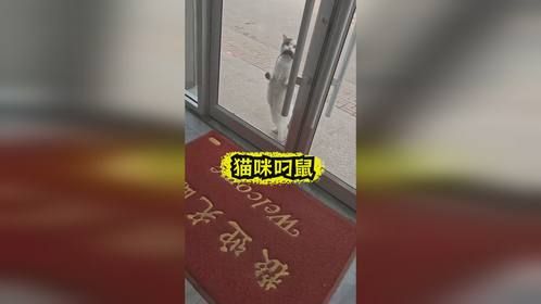 二咪子太气人了，没看到我正在吃饭啊