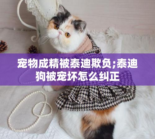 宠物成精被泰迪欺负;泰迪狗被宠坏怎么纠正