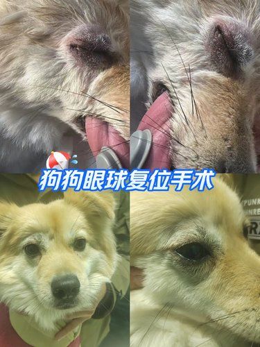 狗狗眼球复位