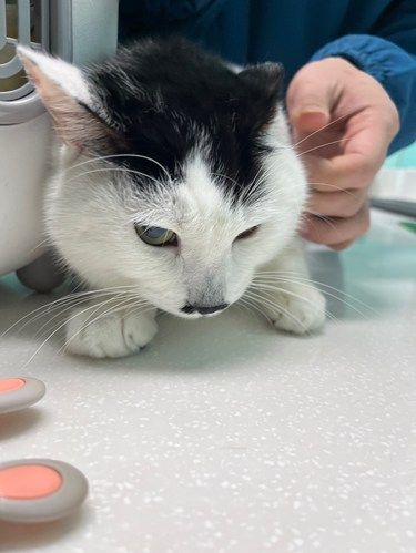 猫咪看病日记～