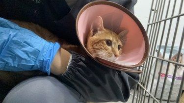 医院里的猫咪日常