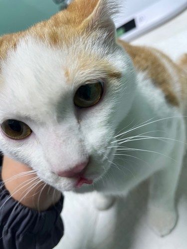 温柔的医护猫日子