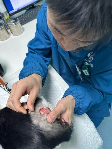 猫咪看病日记～