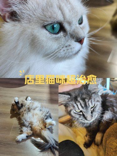 店里猫咪超治愈