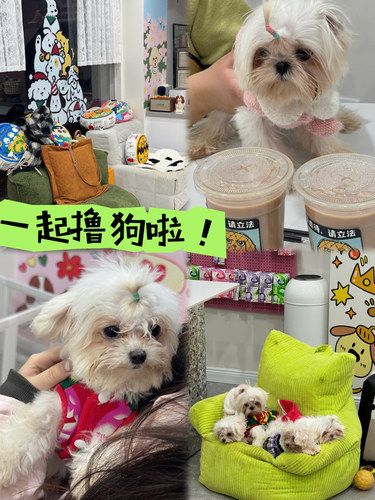 狗狗教忠实信徒集合地！撸狗去啦～