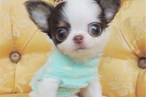 白色土狗幼犬(幼犬感冒能自愈吗)