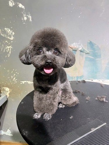 宠物美容小心得