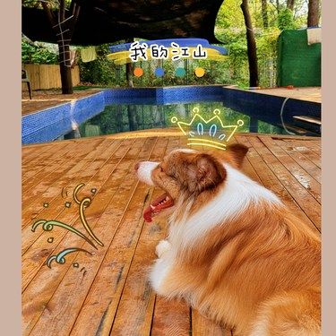毛孩子的快乐周末