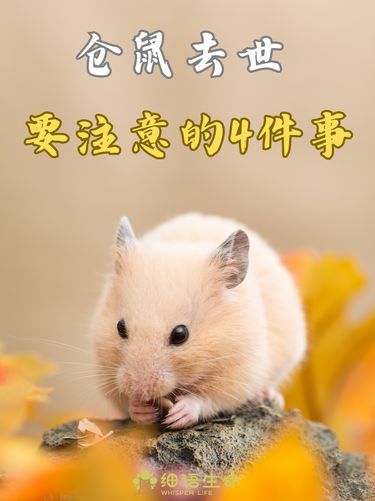仓鼠去世需要注意的4件事