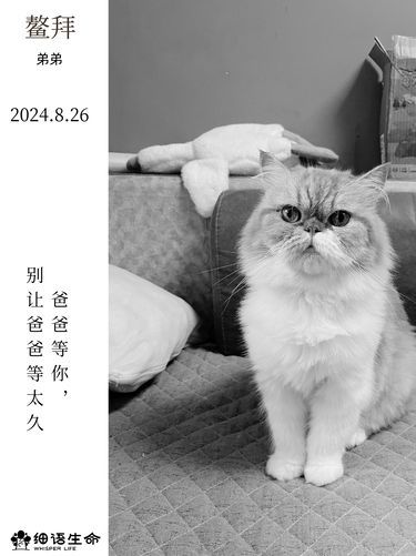 粑粑等你，别让粑粑等太久