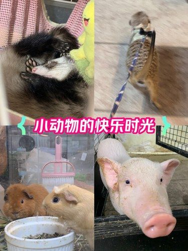 在动物园里看到的动物在这撸到了！
