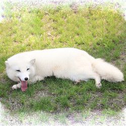 宠物狐狸 白狐