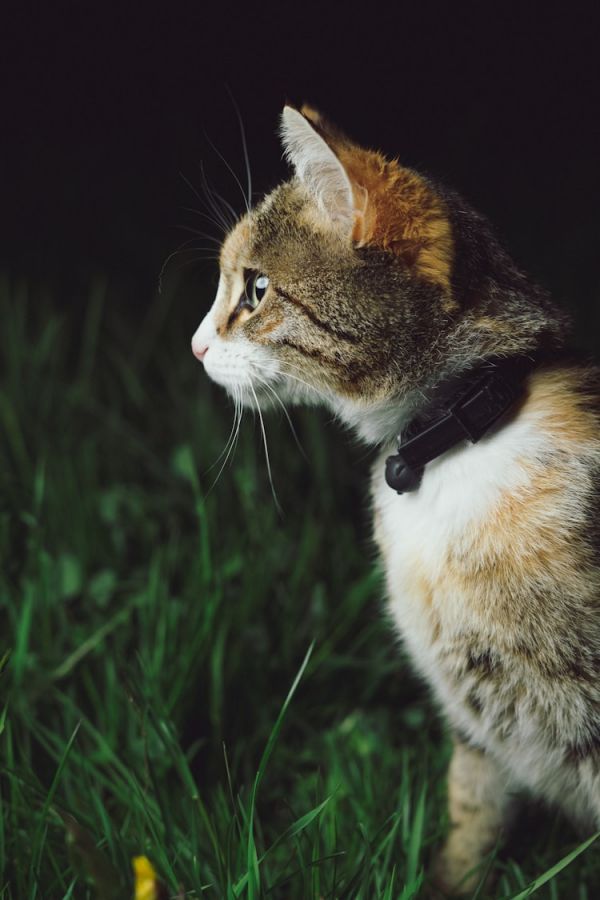 猫疫苗多少钱一针一共打几针,猫疫苗多少钱一支