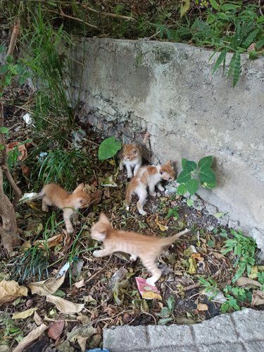 还是给猫绝育吧