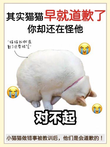 猫猫道歉的表现
