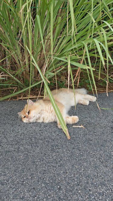 这么美的金渐层也成了流浪猫？！