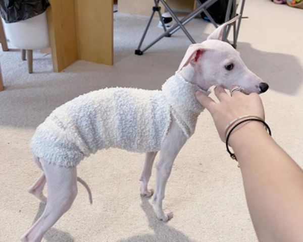 自制宠物袜子狗狗衣服制作方法（用简单的步骤打造特色宠物装扮，让你的狗狗与众不同）
