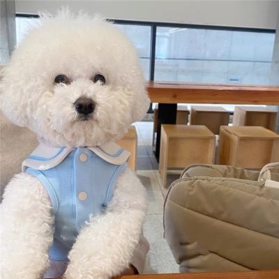 米妮泰迪衣服狗狗衣服宠物猫衣服掉毛小型犬比熊贵宾背心服(XfJ) XL 天蓝色