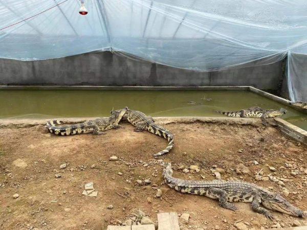 宠物鳄鱼拿什么鱼缸养：养鳄鱼需要注意什么？