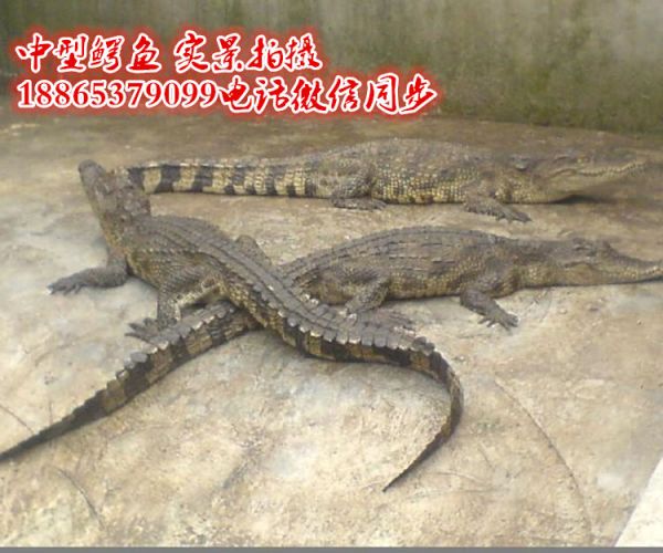 10398238_副本 - 副本.jpg