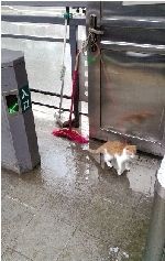 棉纺路站台被遗弃的小猫