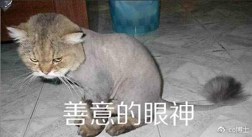 如何机智地面对宠物掉毛？一分钟Get！