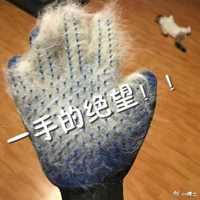 如何机智地面对宠物掉毛？一分钟Get！