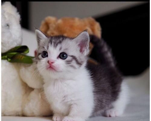 猫咪脚断了，如何应对（宠物主人必看）