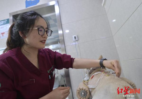不可思议！宠物针灸，让瘫痪猫狗站起来