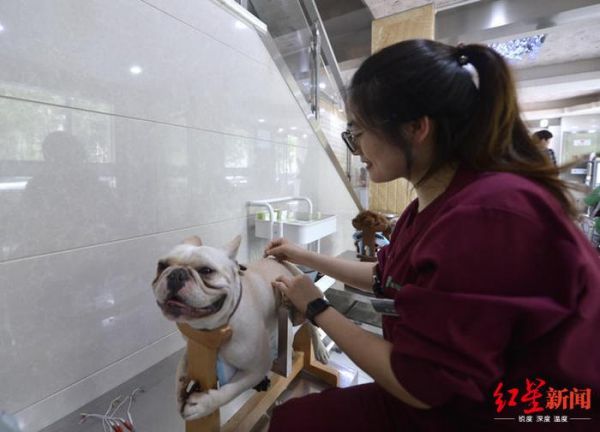 不可思议！宠物针灸，让瘫痪猫狗站起来