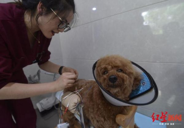 不可思议！宠物针灸，让瘫痪猫狗站起来