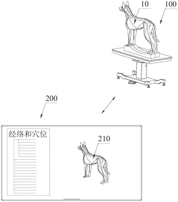 一种宠物针灸教学示教系统、方法及计算机程序产品与流程