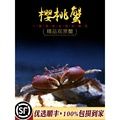 小螃蟹宠物