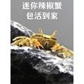 小螃蟹宠物