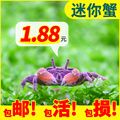 小螃蟹宠物