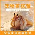 小螃蟹宠物