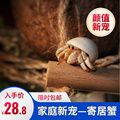 小螃蟹宠物
