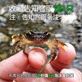 小螃蟹宠物