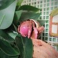 小螃蟹宠物