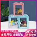 小螃蟹宠物