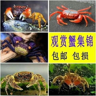 小螃蟹宠物