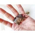 小螃蟹宠物