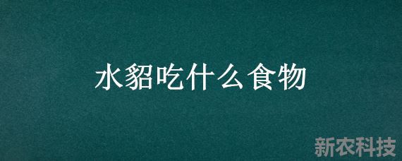 水貂吃什么食物