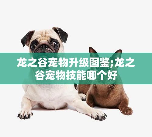 龙之谷宠物升级图鉴;龙之谷宠物技能哪个好
