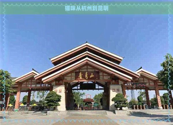 猫咪从杭州到昆明