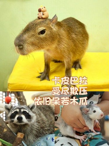 北京|喂卡皮巴拉、浣熊，撸各种小动物的宝藏地