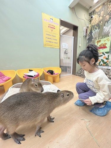 遛娃｜冬天也能尽情撸卡皮巴拉和方便面君！