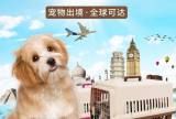 杭州猫咪托运，上门服务快速送达